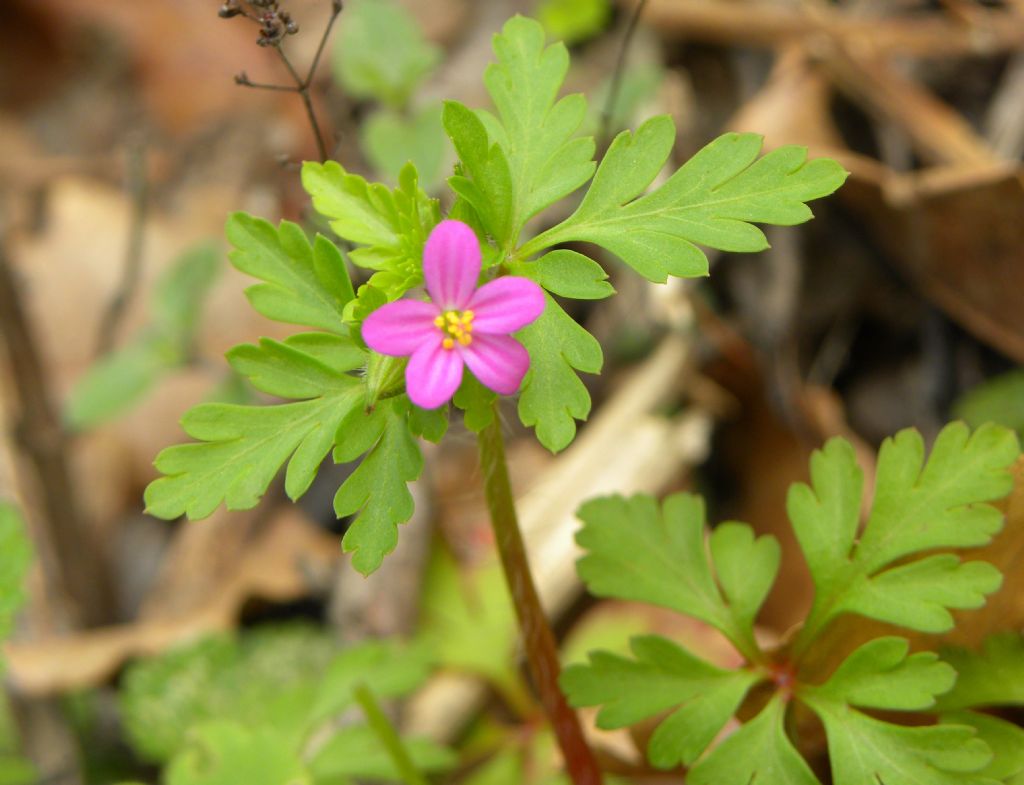 Geranium purpureum? S !